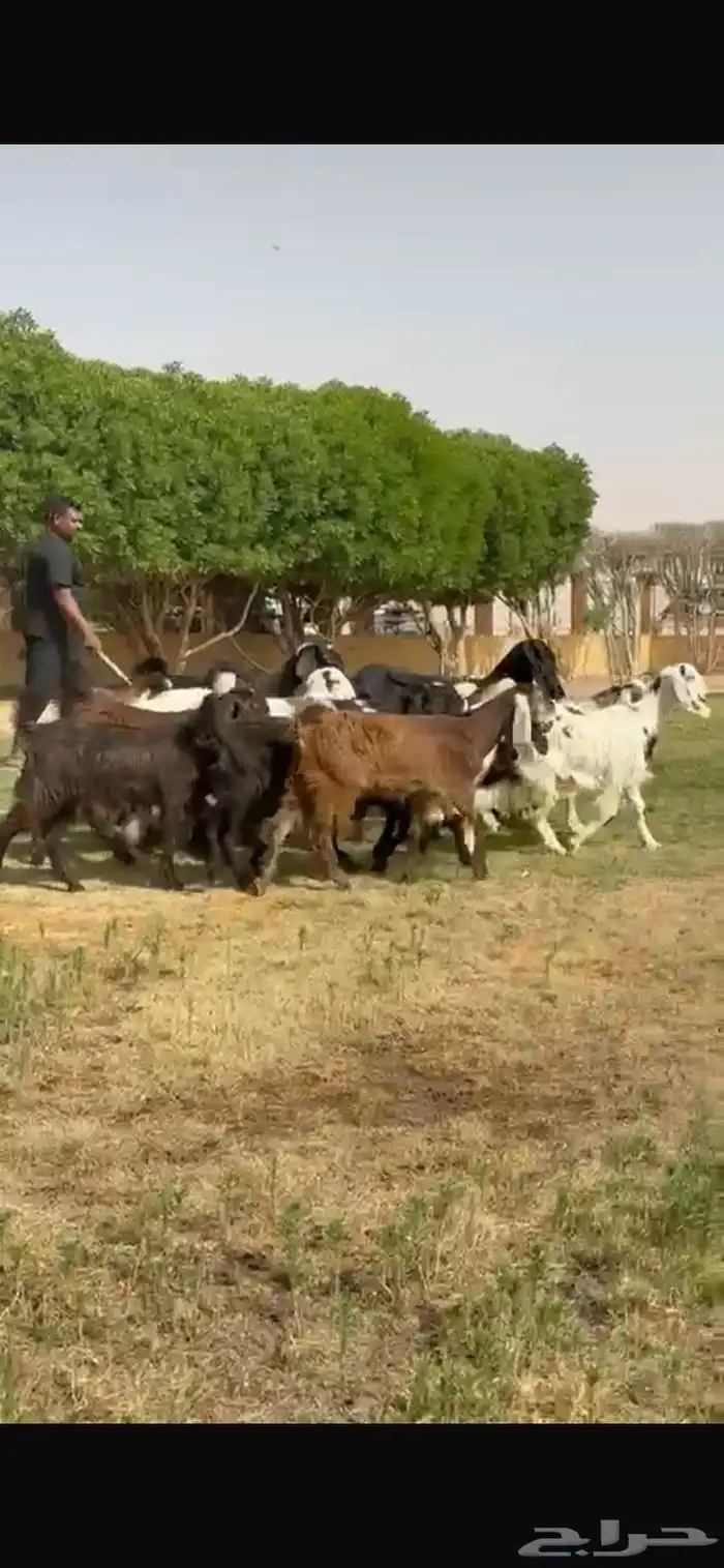 للبيع جفرات مشاريك مقاني طيبه 0