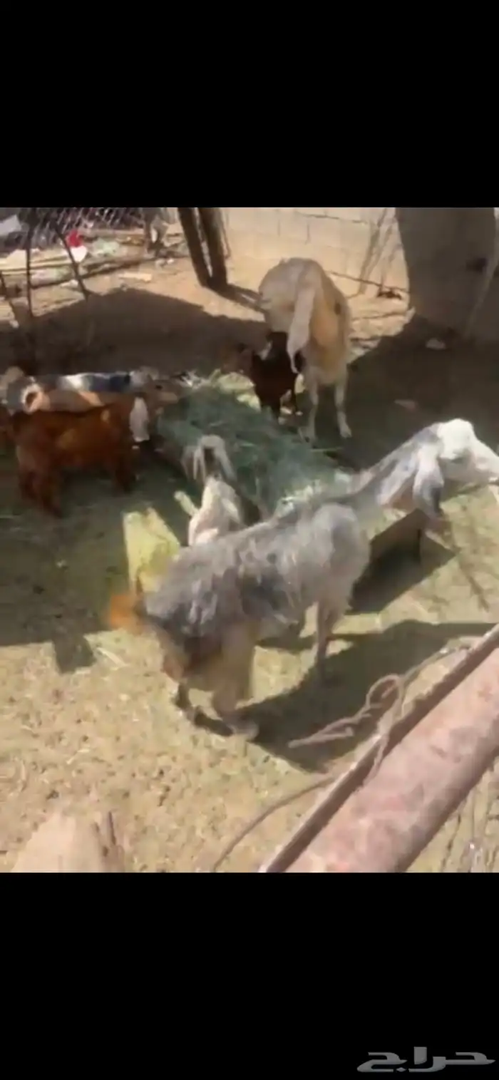معزا 0