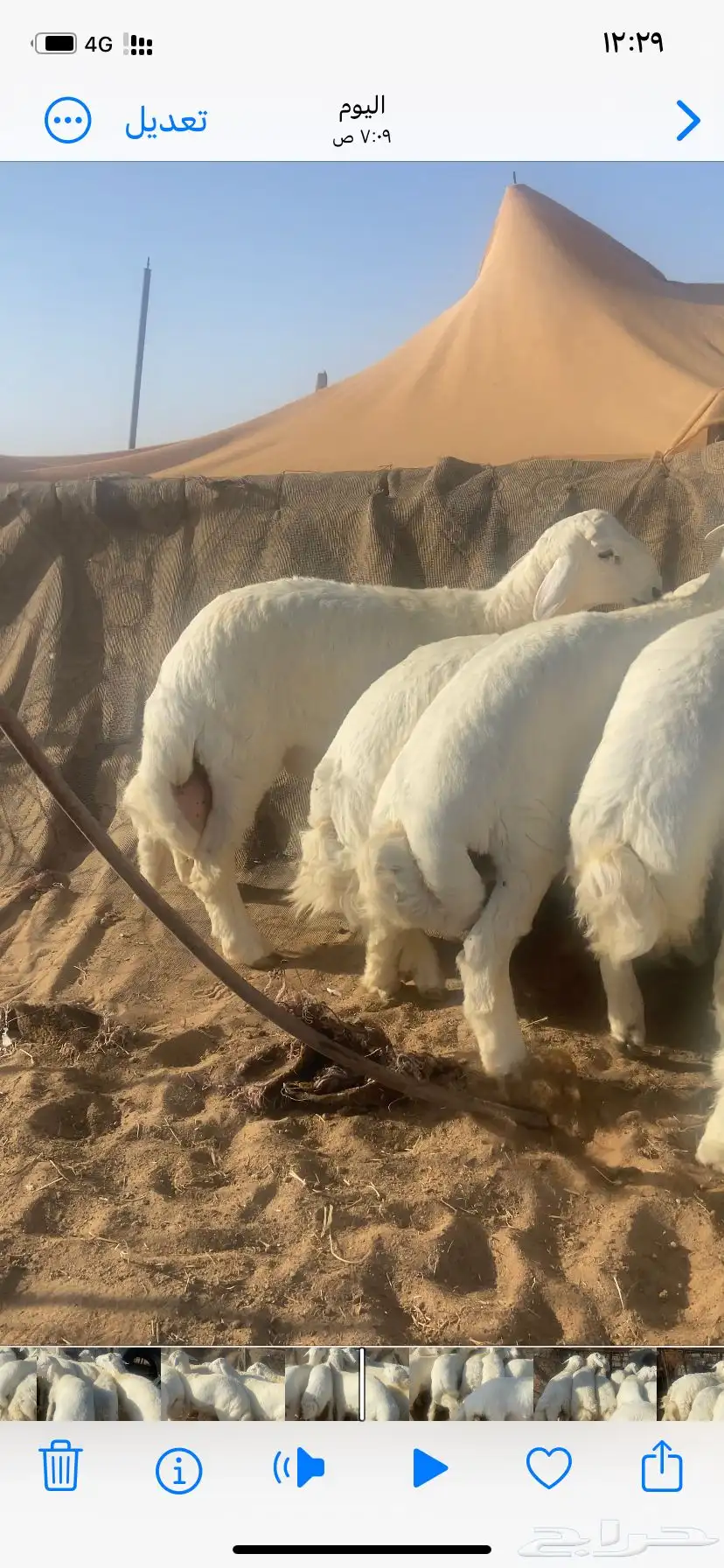 طليان حري طيبه 8