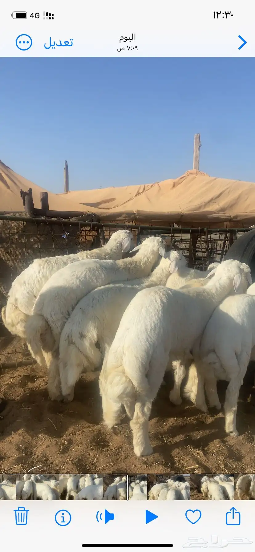 طليان حري طيبه 6