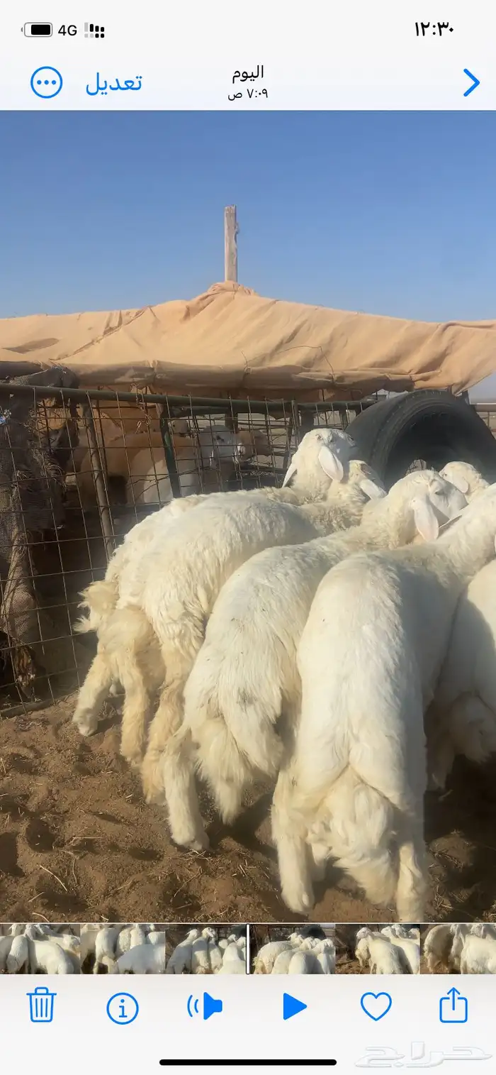 طليان حري طيبه 5
