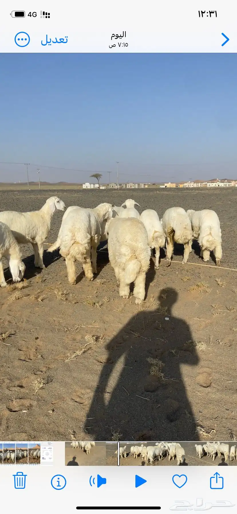 طليان حري طيبه 2