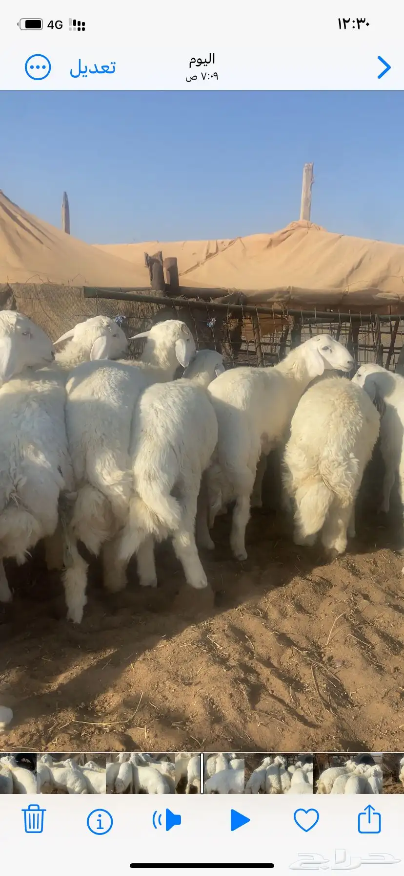 طليان حري طيبه 7