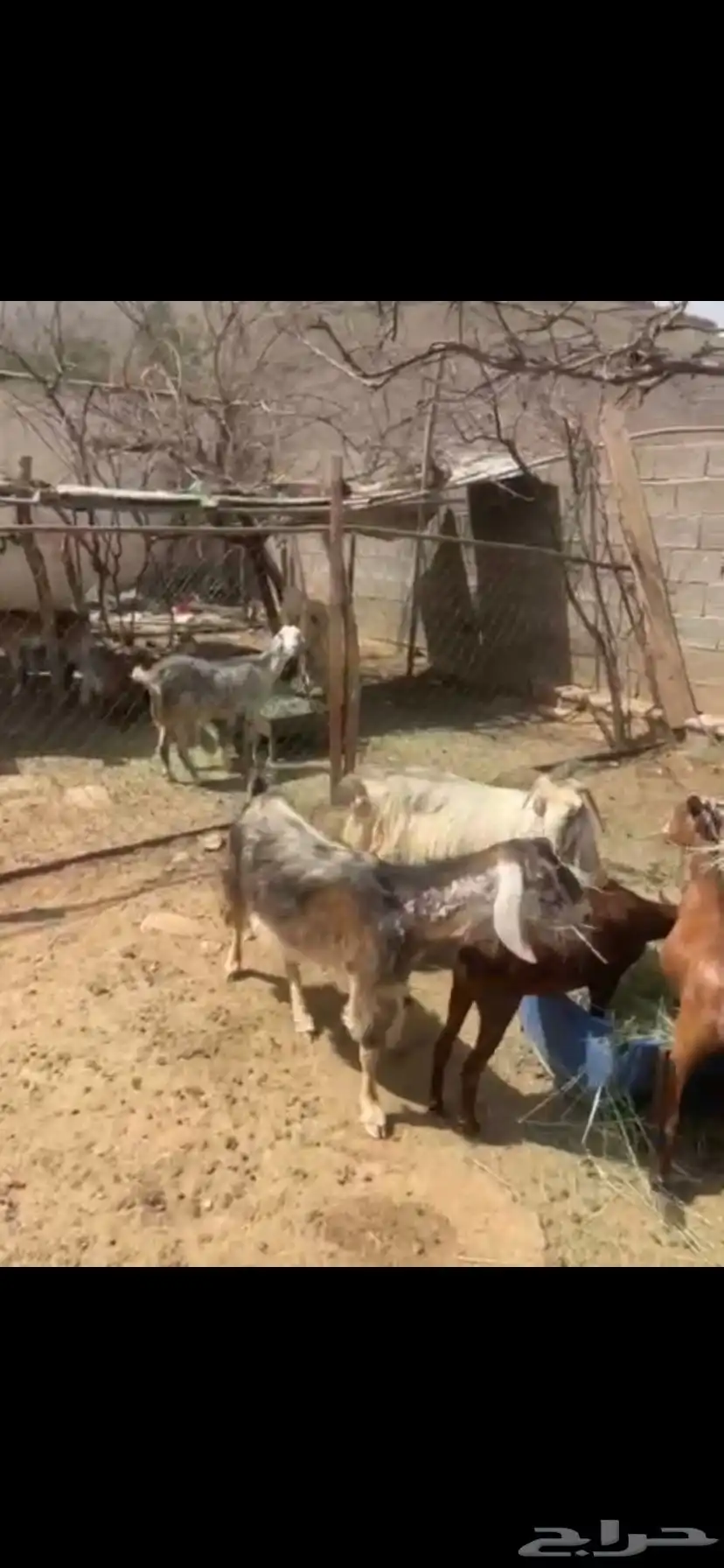 معزا 4
