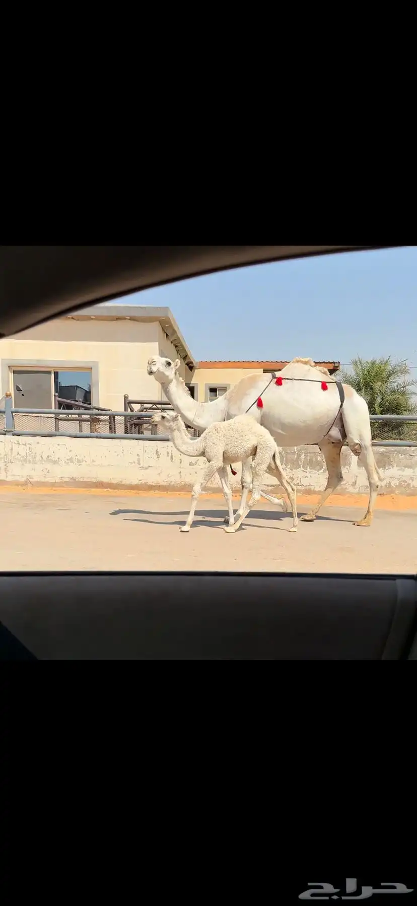 خلفه وضحاء كفو 7
