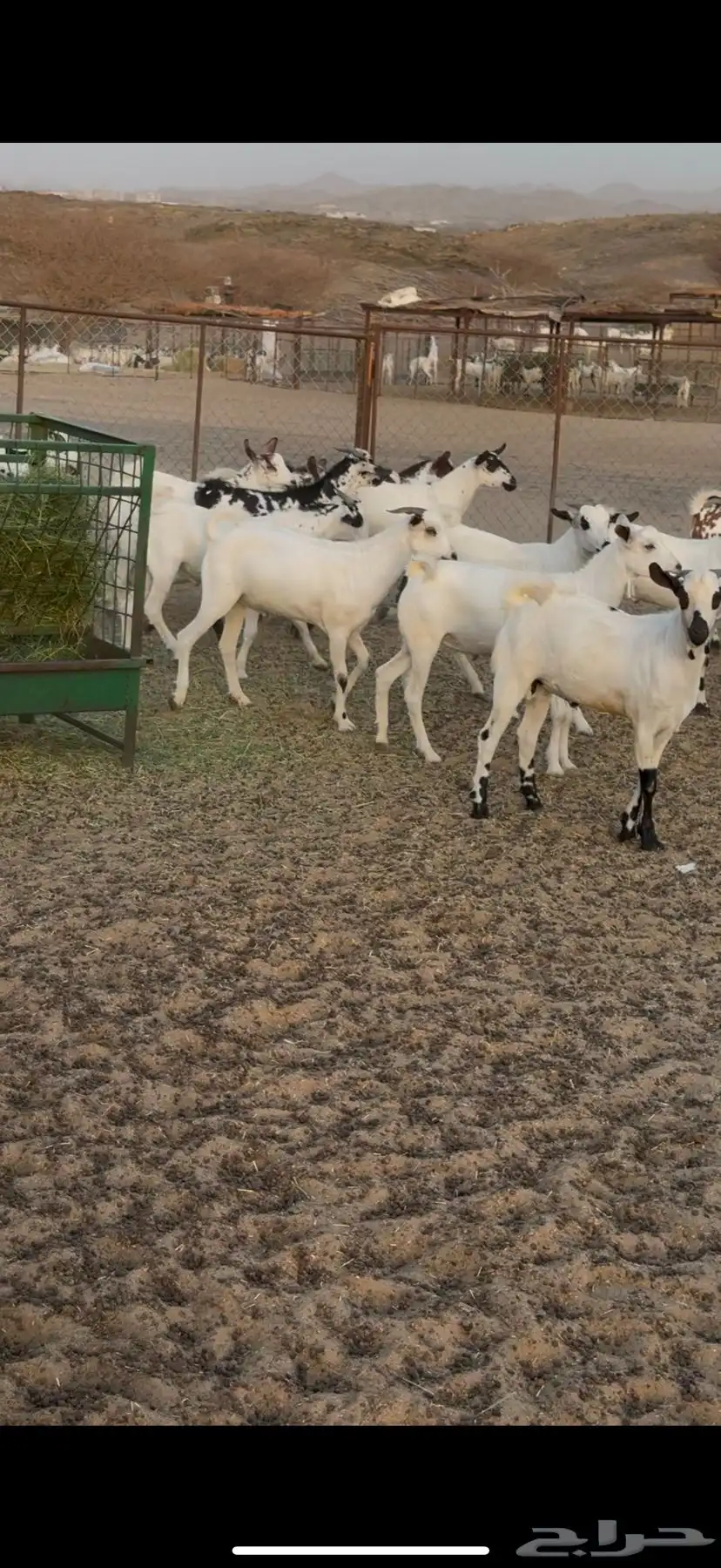 تيوس مناسبات 2