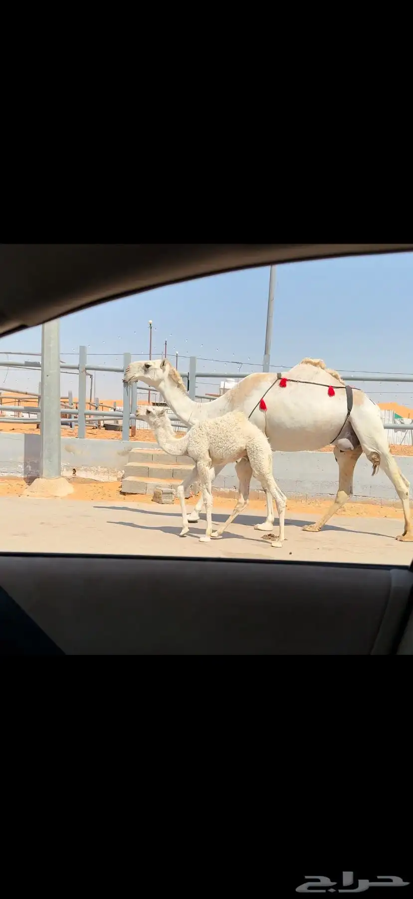خلفه وضحاء كفو 11