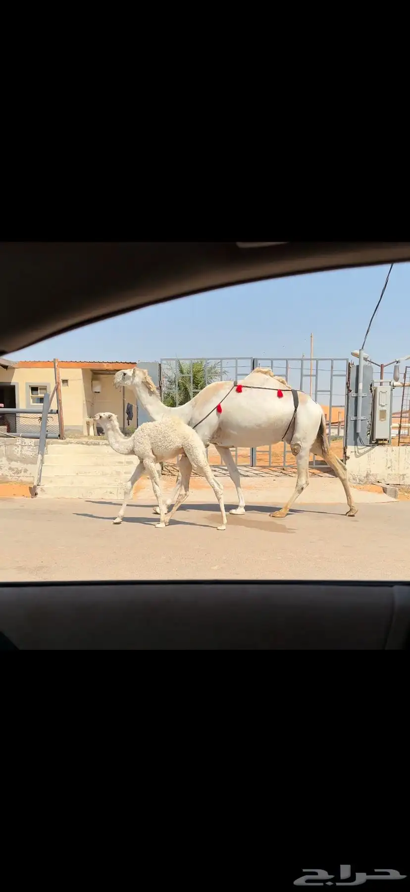 خلفه وضحاء كفو 4