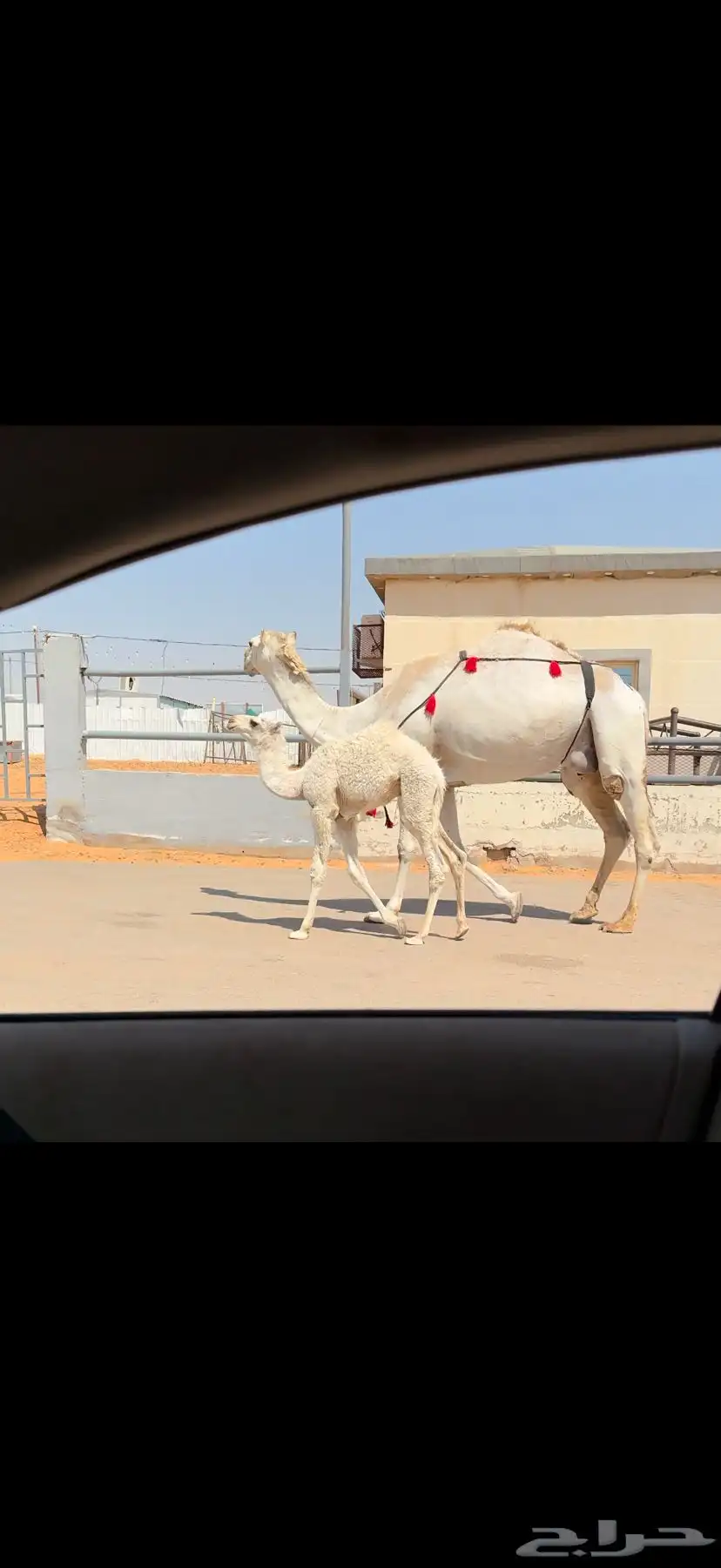 خلفه وضحاء كفو 8