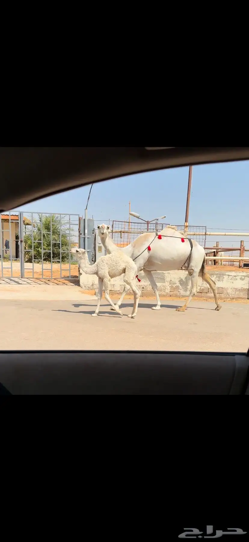 خلفه وضحاء كفو 2