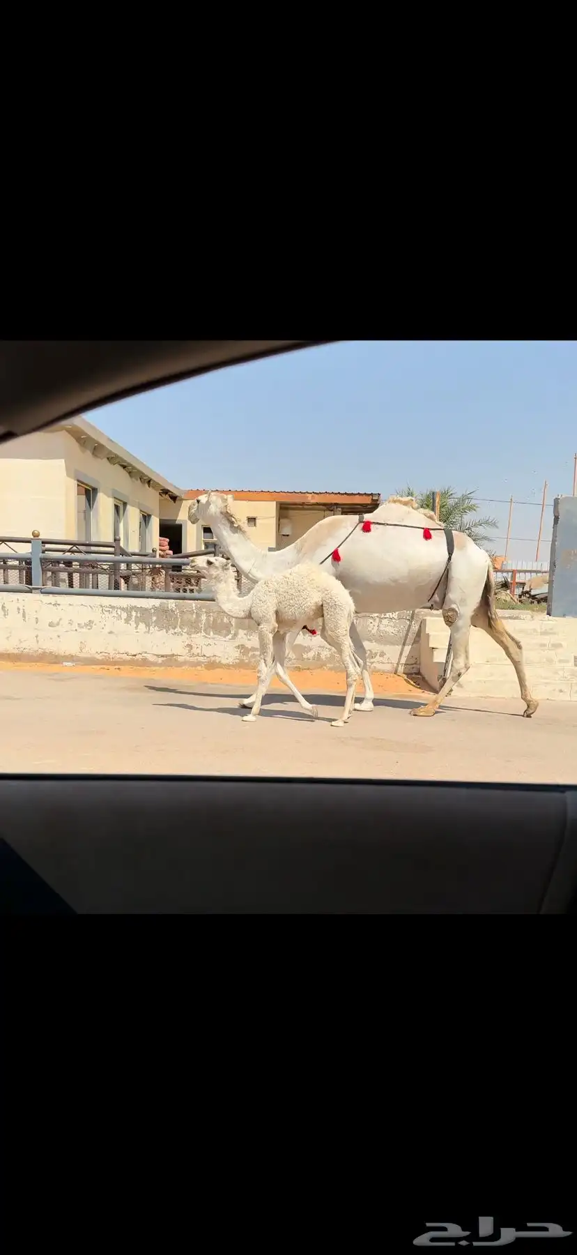 خلفه وضحاء كفو 5
