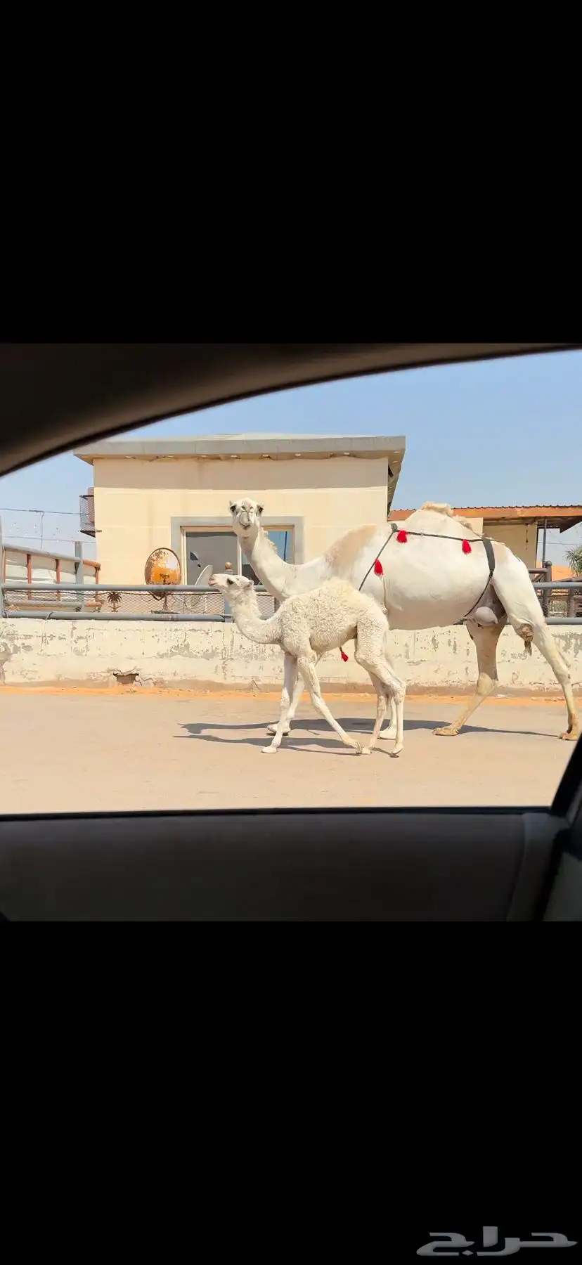 خلفه وضحاء كفو 6