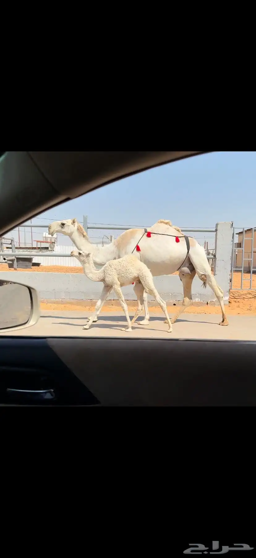 خلفه وضحاء كفو 10