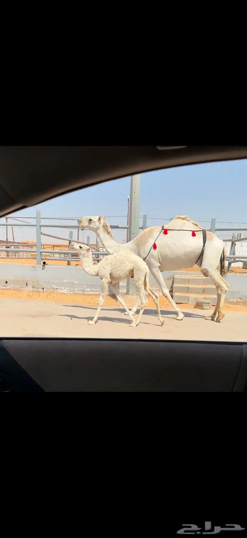خلفه وضحاء كفو 12