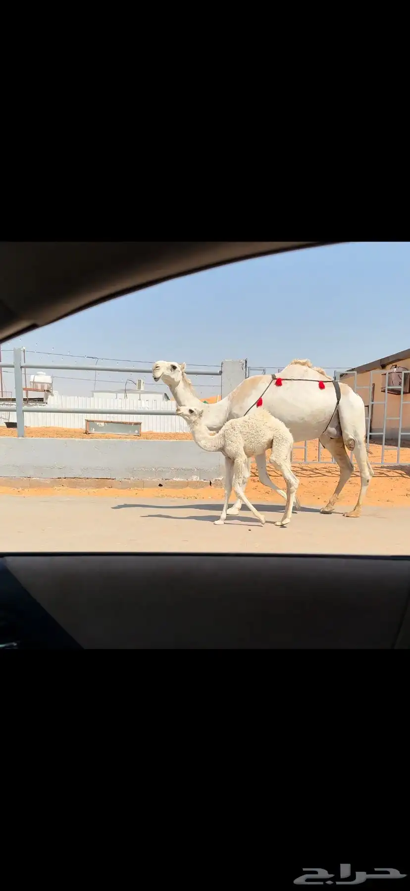 خلفه وضحاء كفو 9