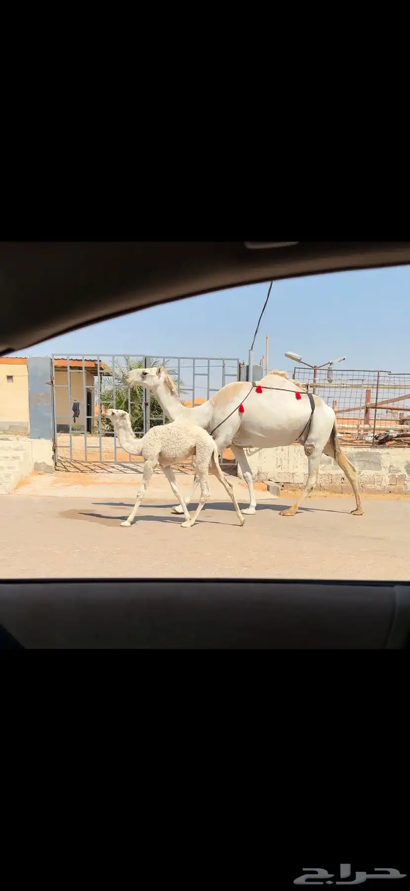 خلفه وضحاء كفو 3