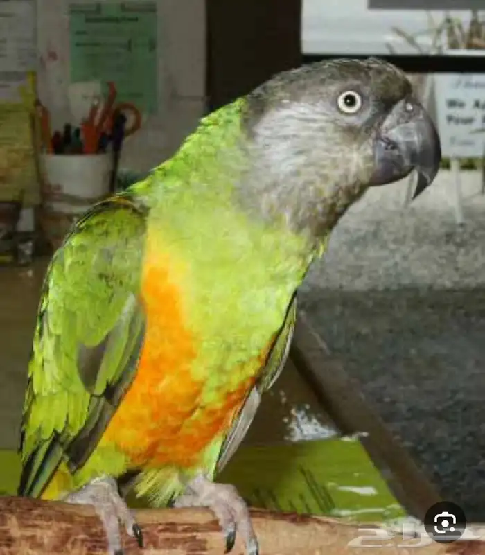 مطلوب انثى سنغالي 0