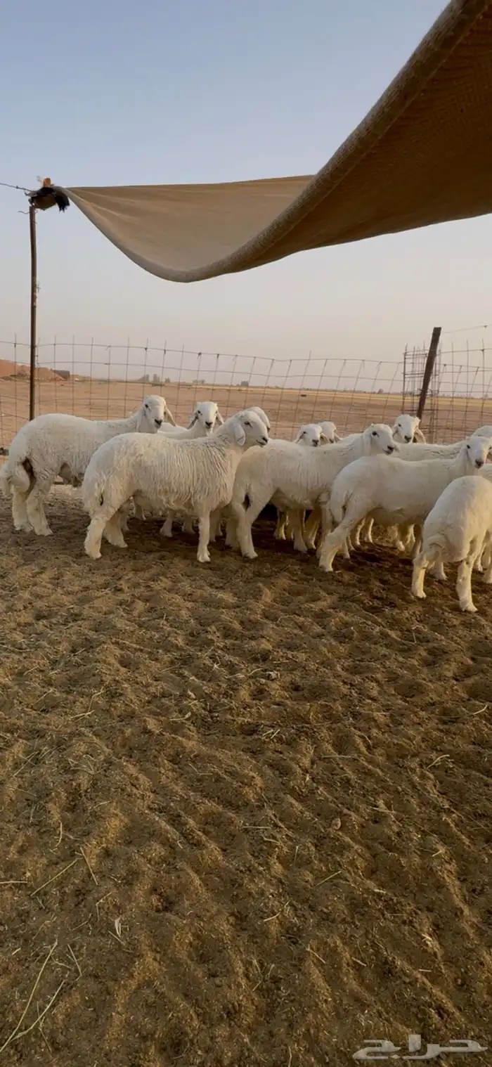 للبيع 12 كله خرفان طيبة مراح واحد 5