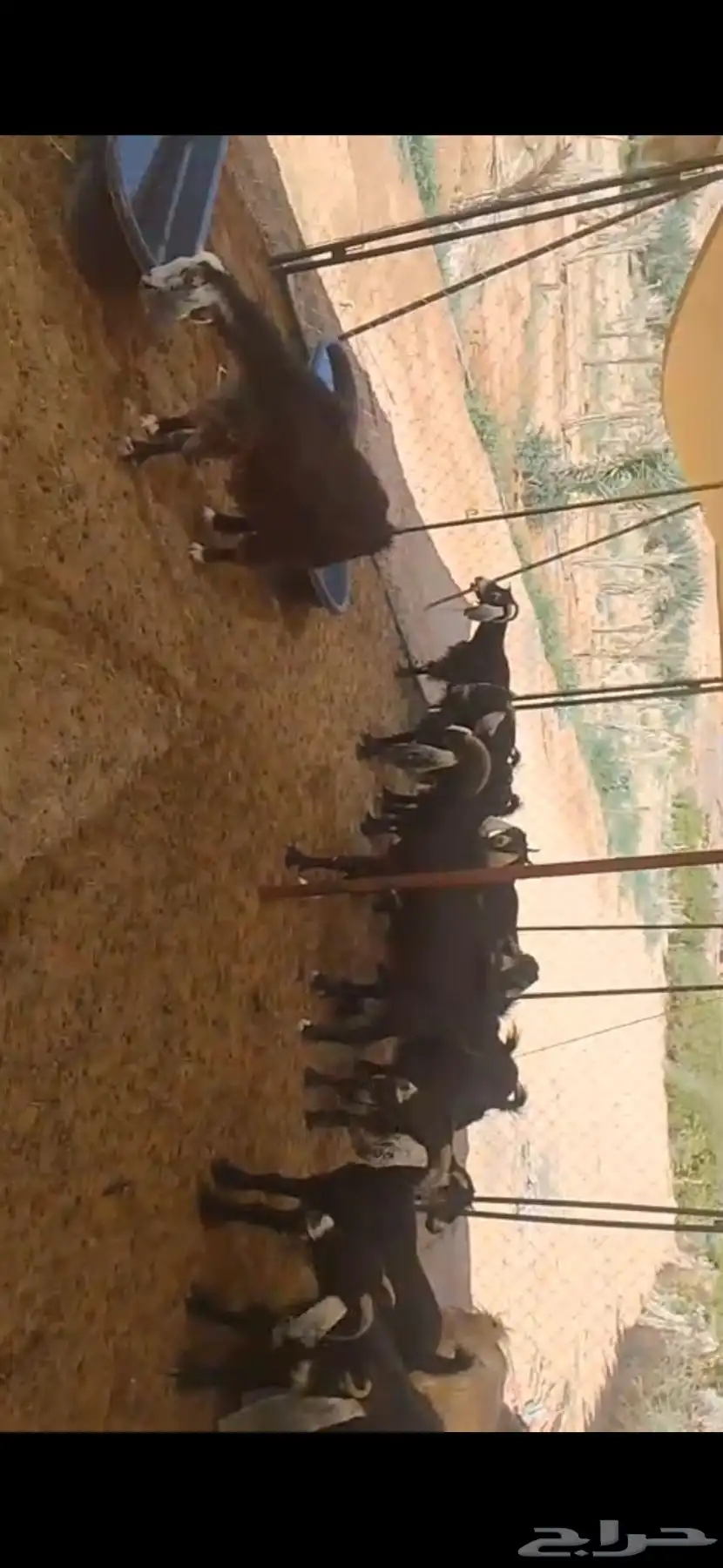 معزا مضاريع 0