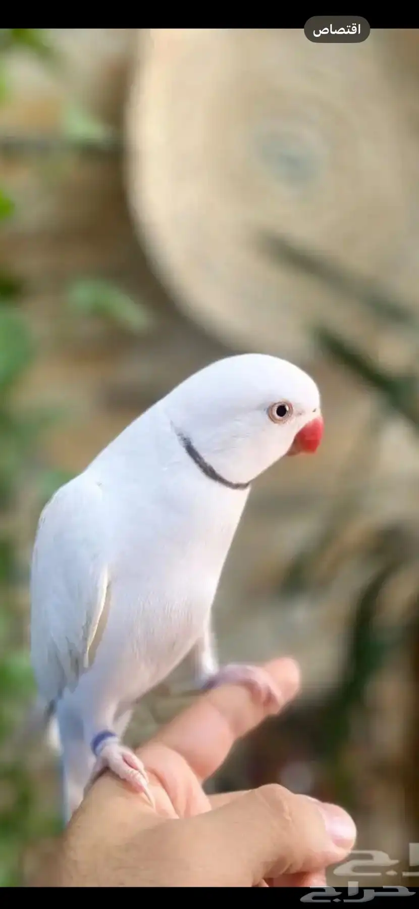 دره اليف 0