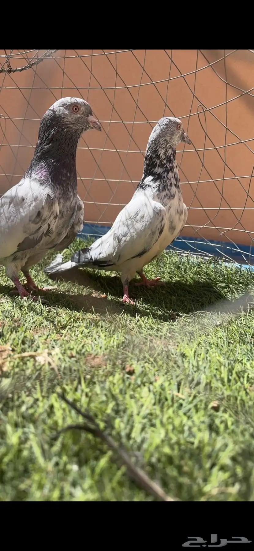 حمام باكستاني 1