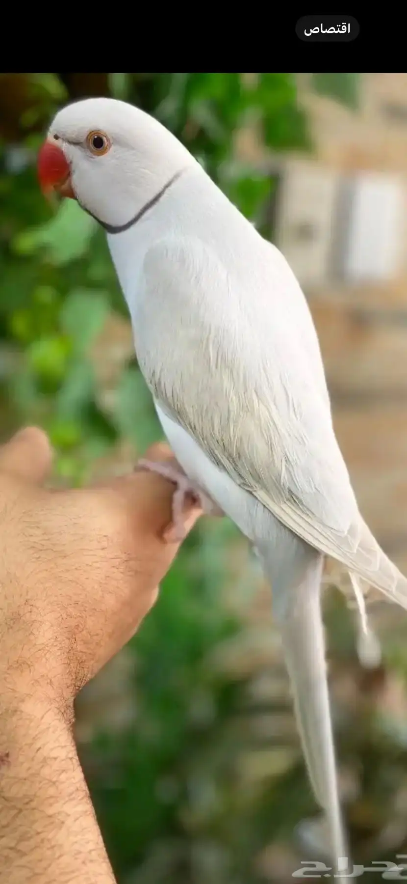 دره اليف 2