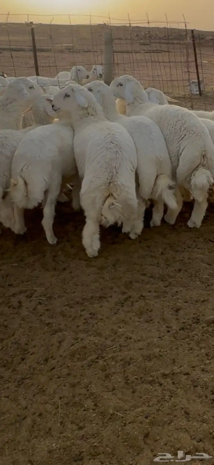 للبيع 12 كله خرفان طيبة مراح واحد 0