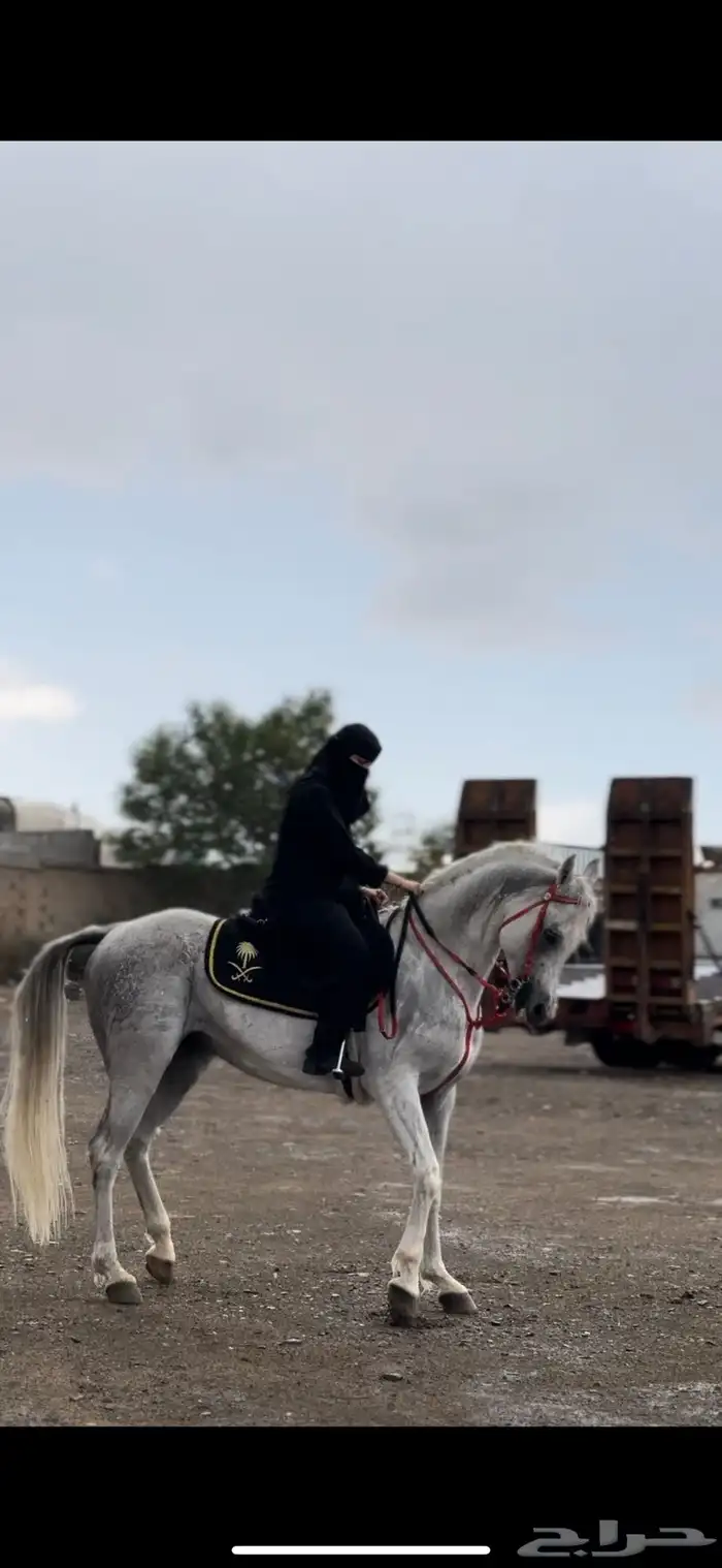 حصان واهو شيخ تربيع وخطوه حراره بادب 3