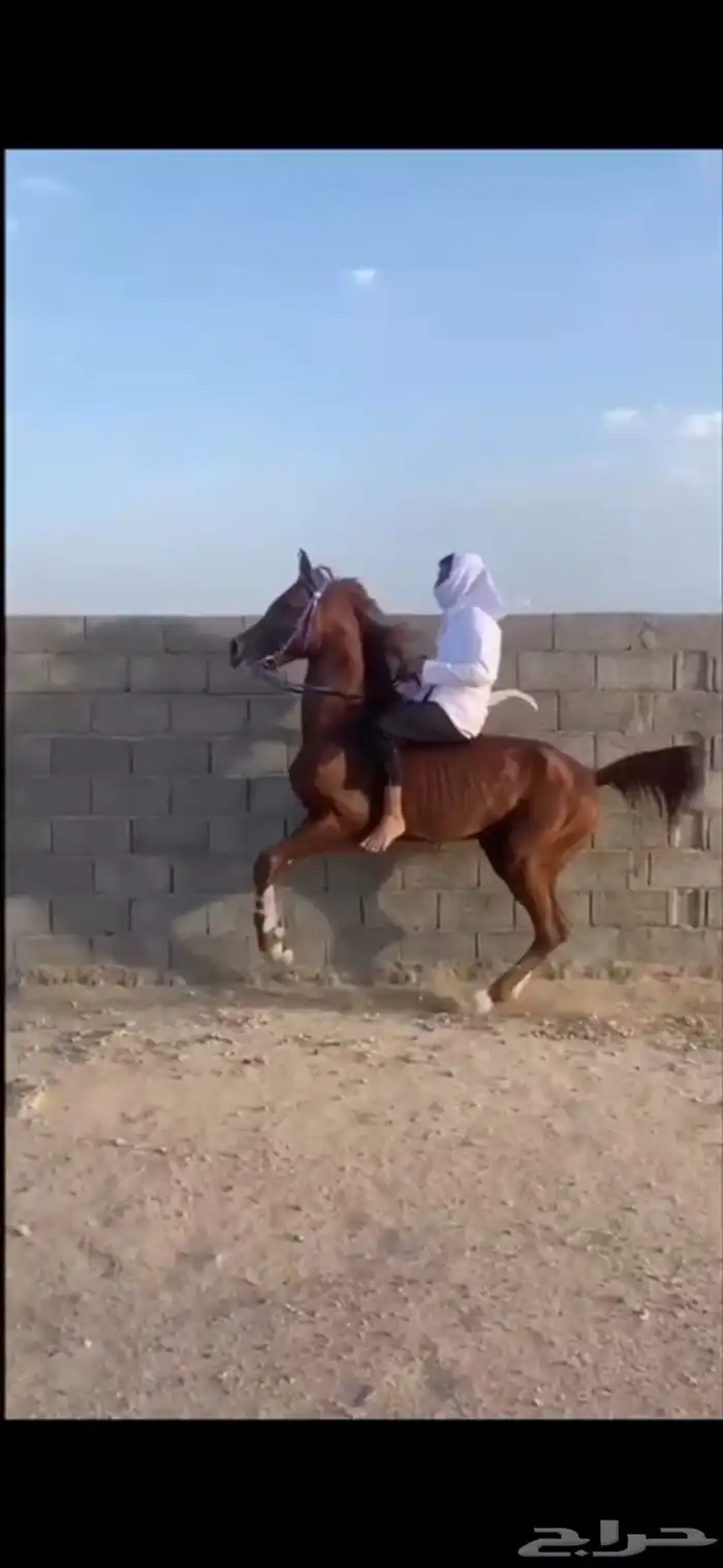 حصان شعبي للبيع 0