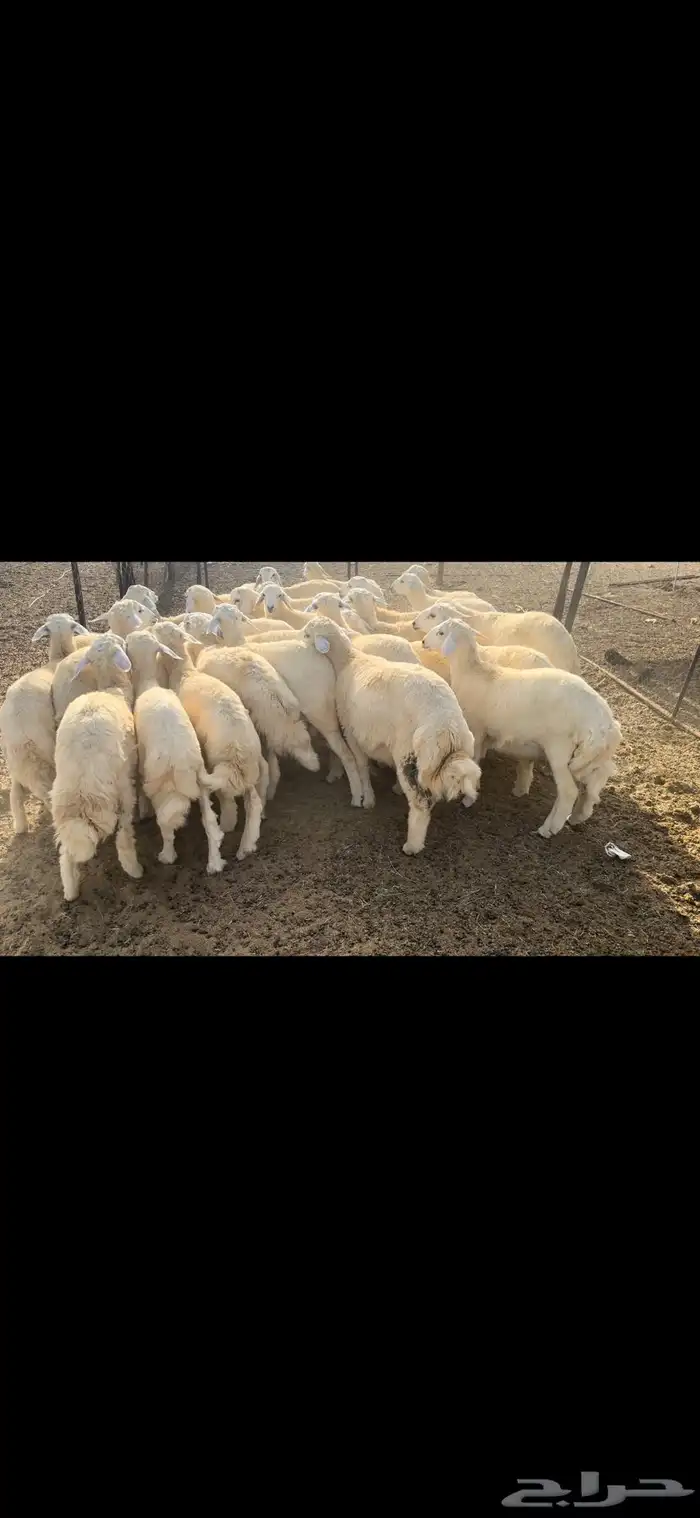 طليان الموقع محافظة القنفذة-القوز (تم البيع) 1