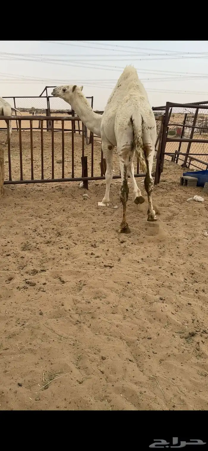 قعود كفووو للبيع رقم الجوآل 1