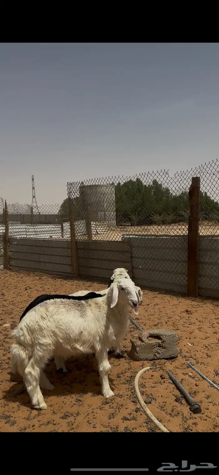 ذبايح حري نعيمي نجدي الخرج 6