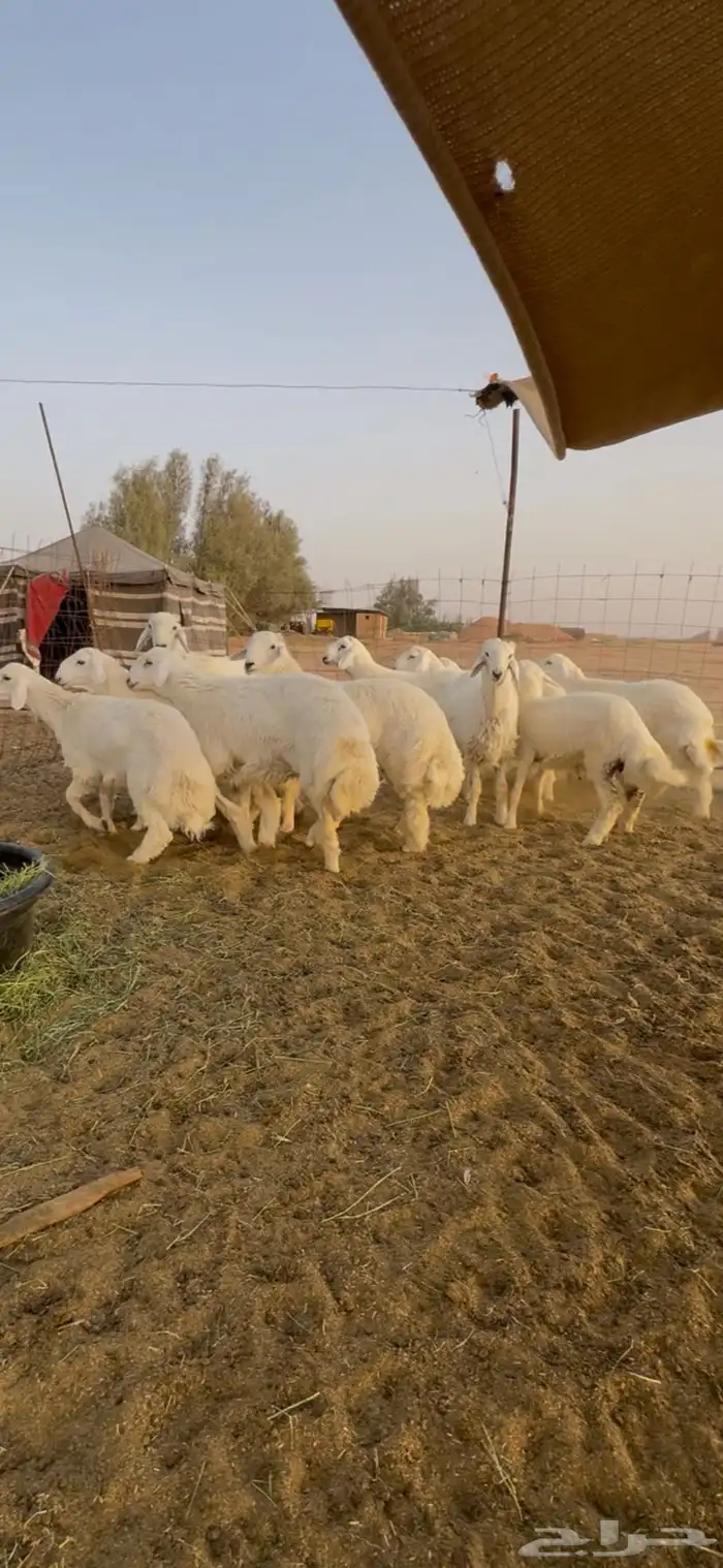 للبيع 12 كله خرفان طيبة مراح واحد 2