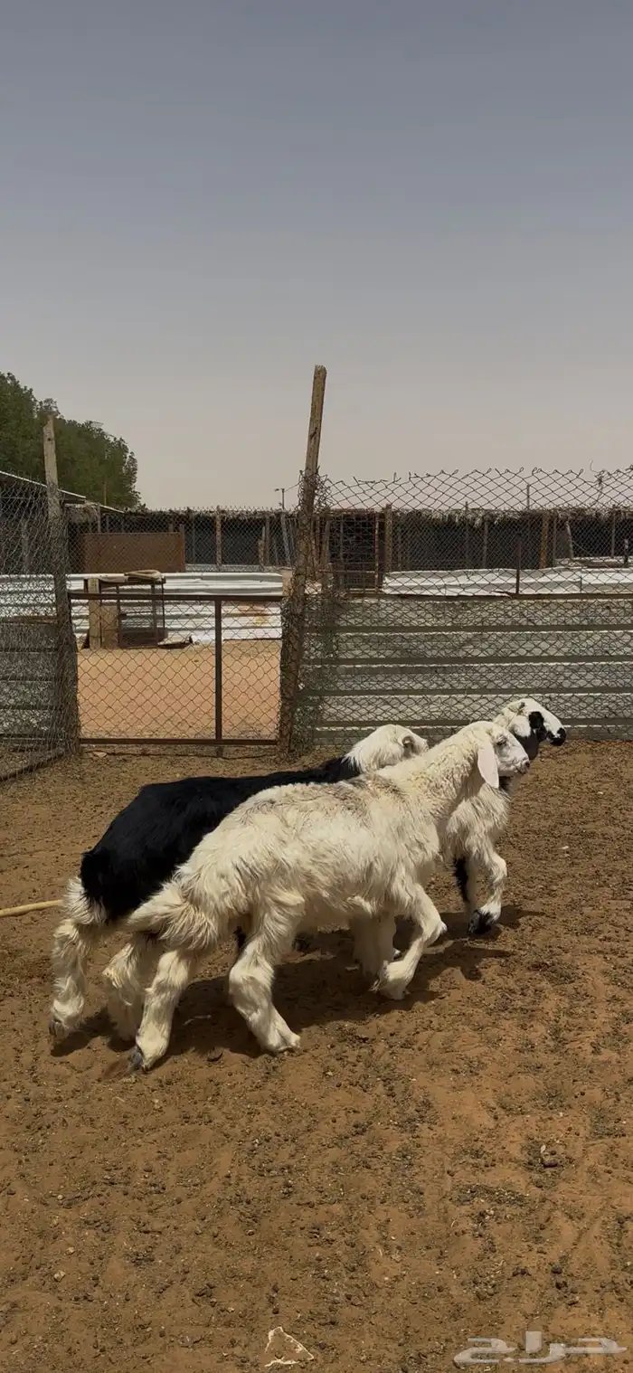 ذبايح حري نعيمي نجدي الخرج 8