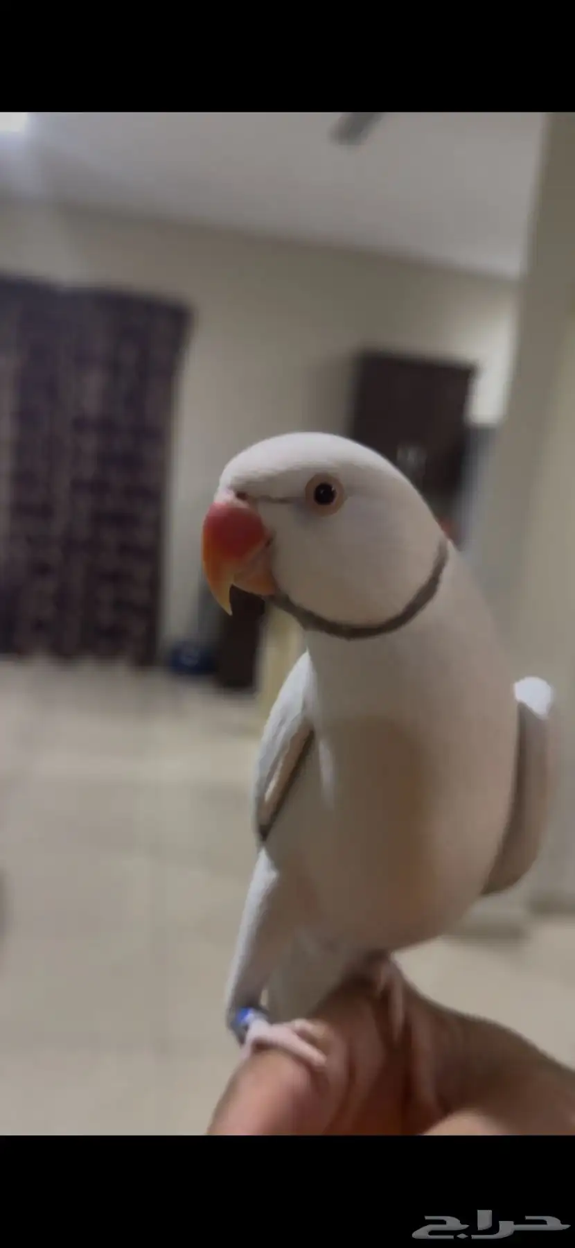 دره اليف 1
