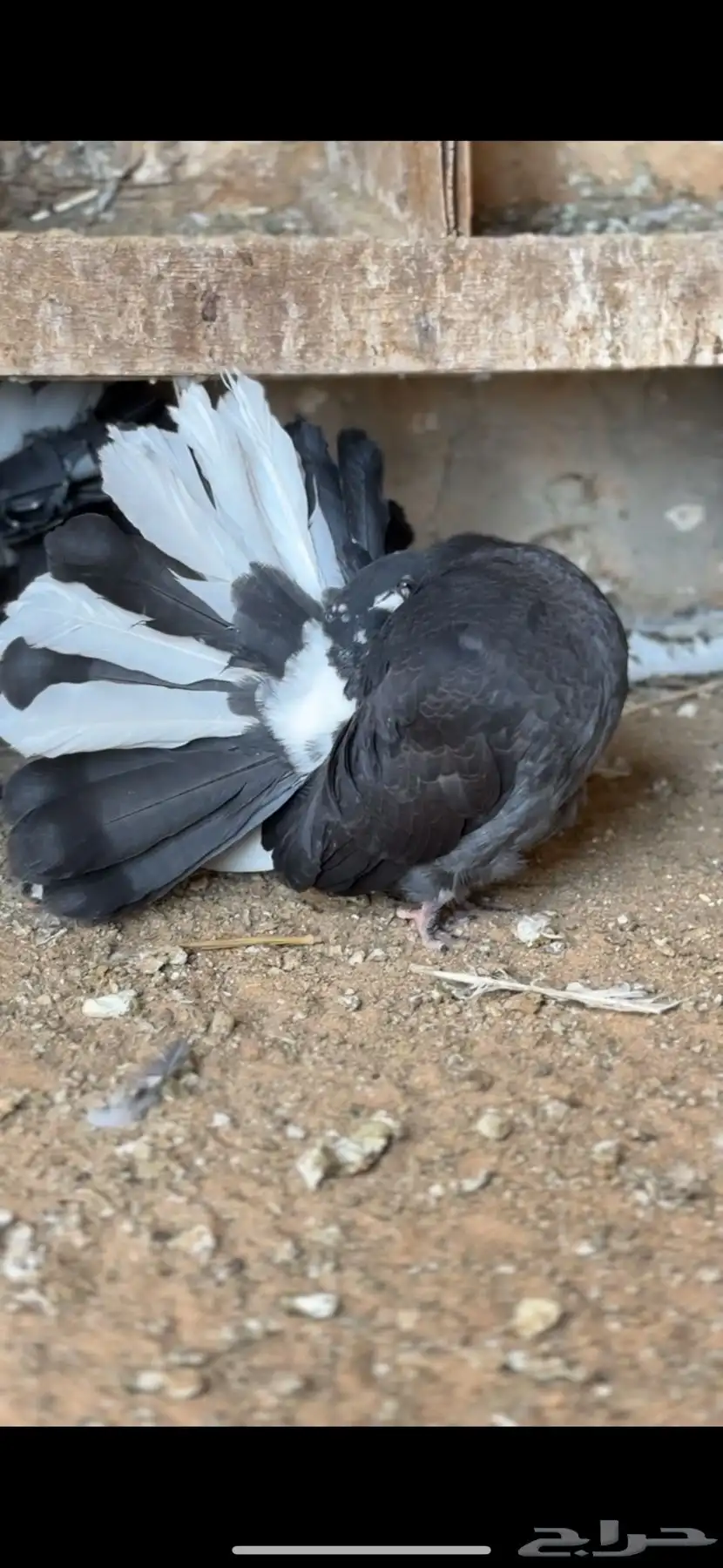 رقاصي فانتيل ( TOP ) 1