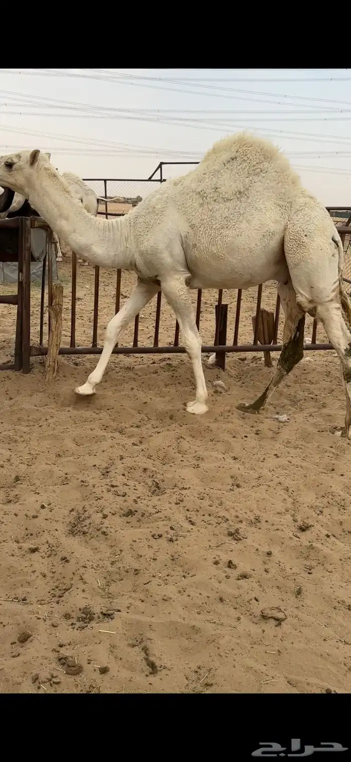 قعود كفووو للبيع رقم الجوآل 2