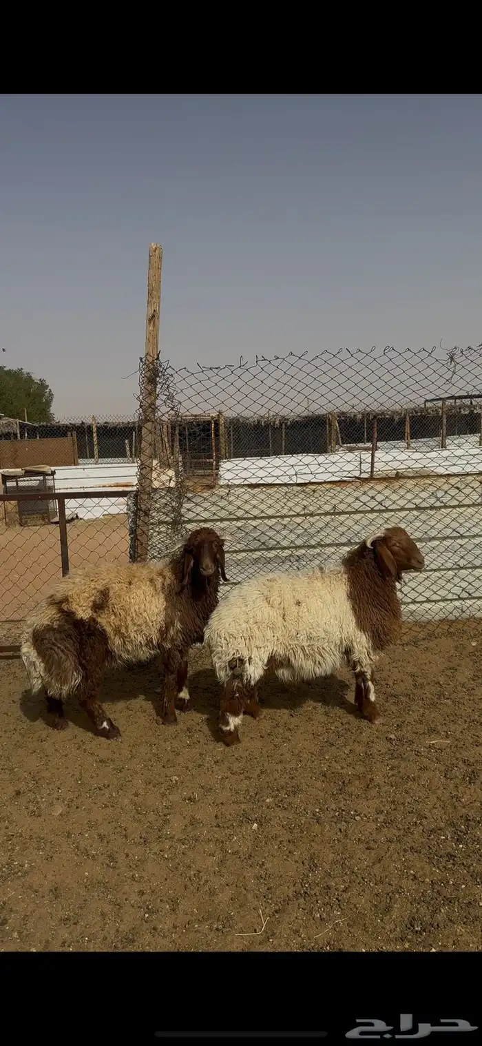 ذبايح حري نعيمي نجدي الخرج 2