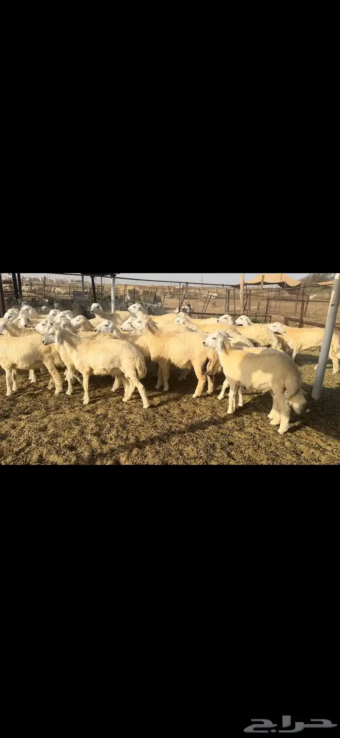 طليان الموقع محافظة القنفذة-القوز (تم البيع) 4