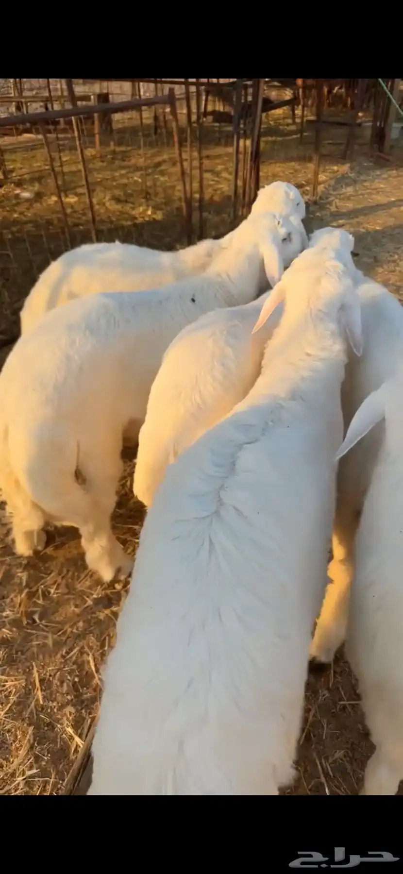 طليان حريات 1