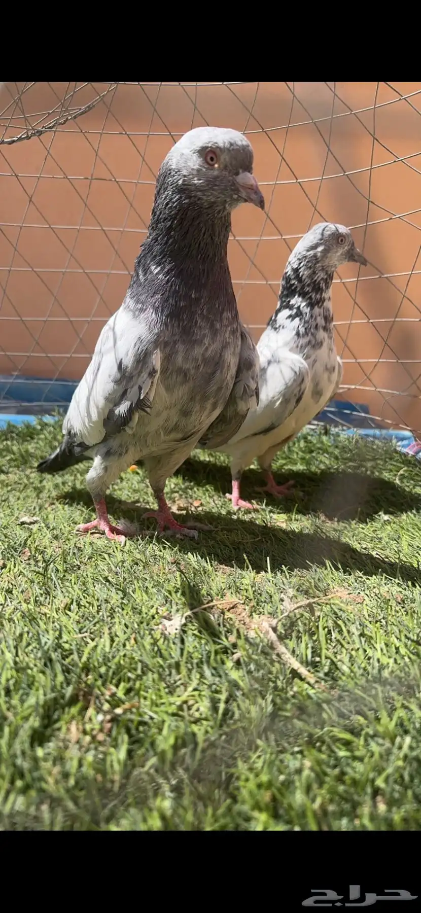 حمام باكستاني 0