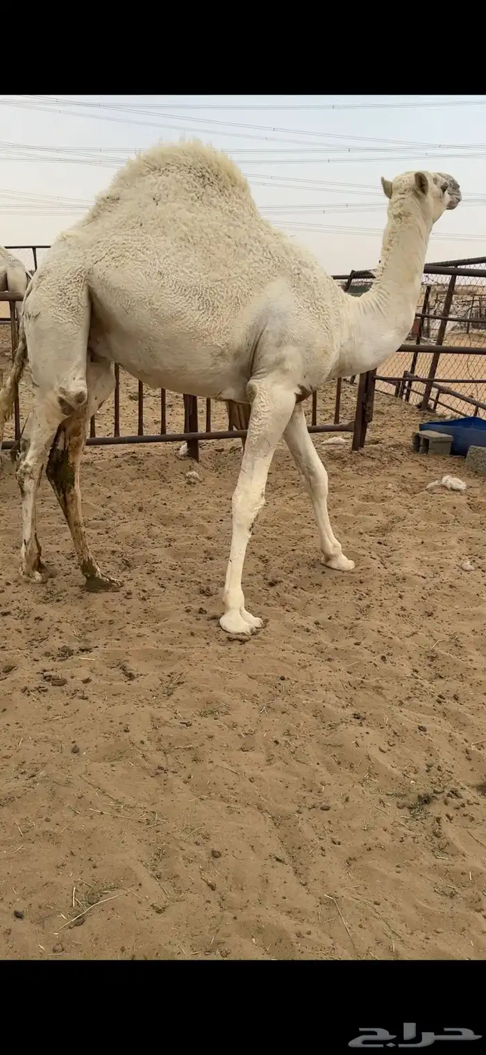 قعود كفووو للبيع رقم الجوآل 0