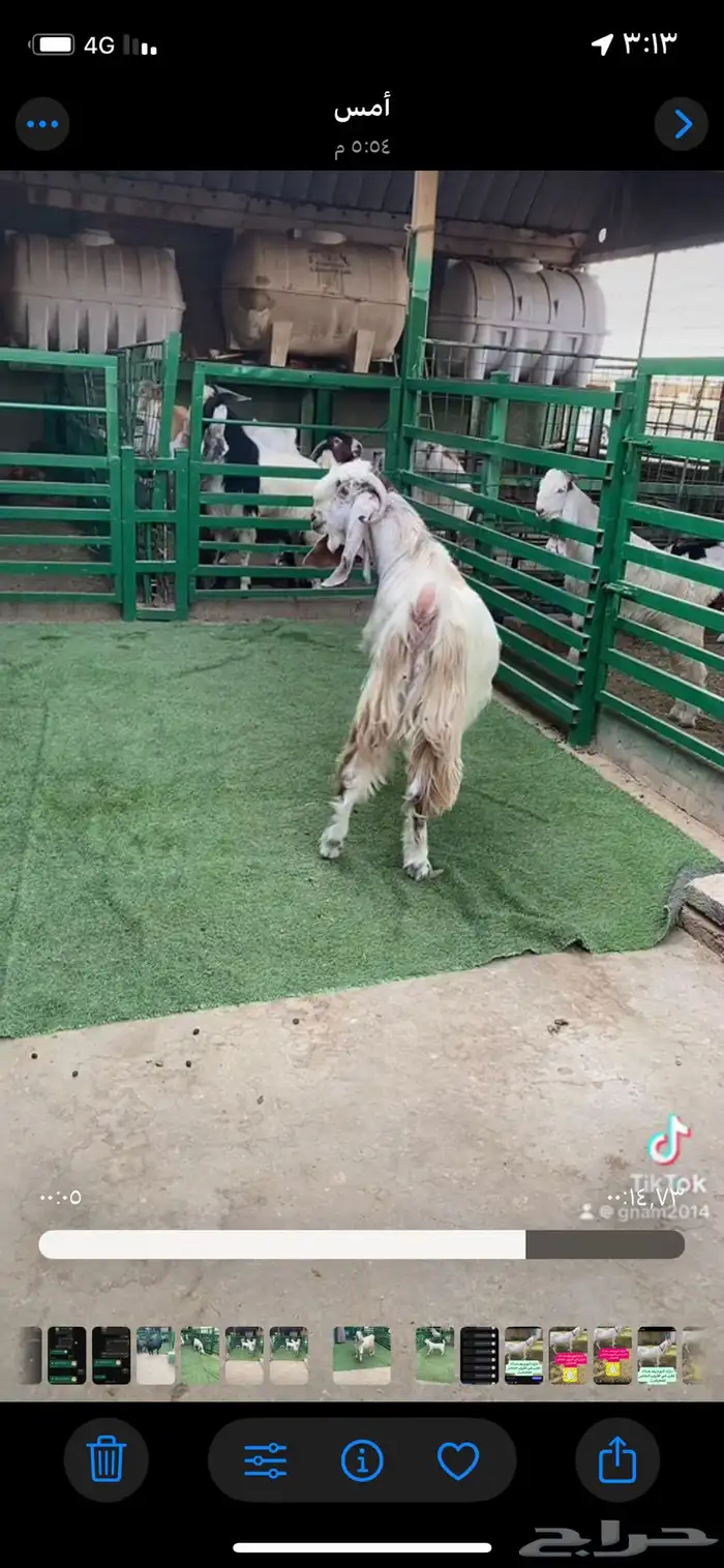 فحل جذع مفرق 2