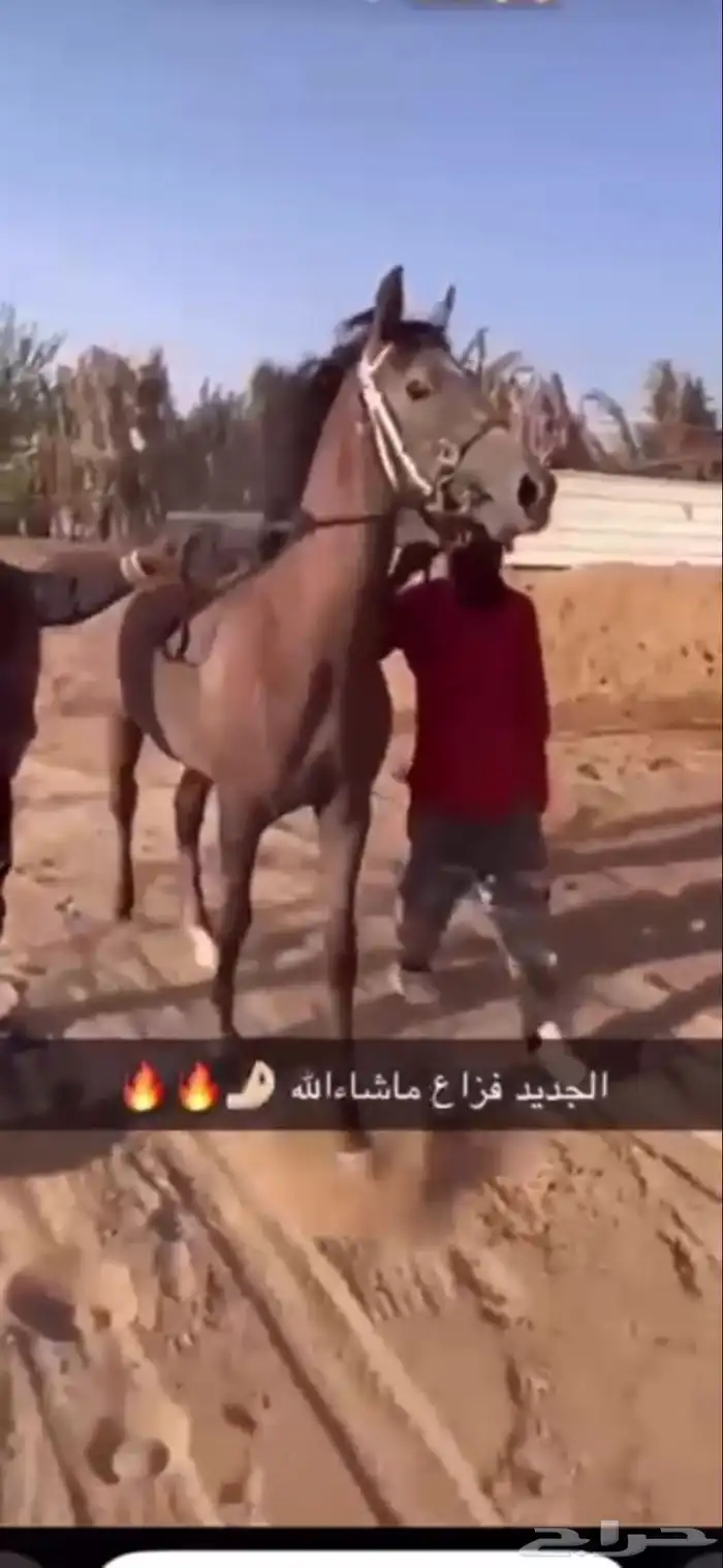 الحصان معسوف الحصان سبوق الحصان شعبي 1