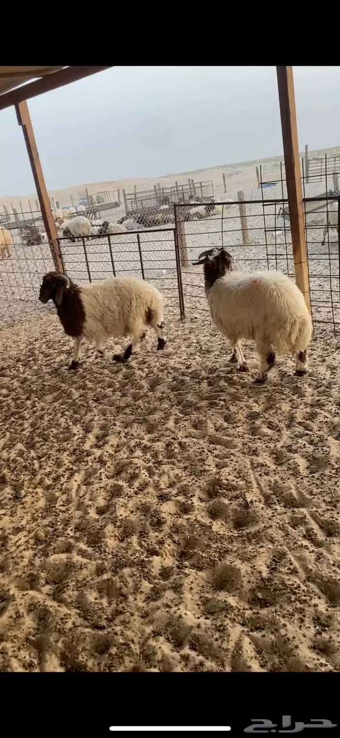جذعان طليان نعيم مفاطيح 1