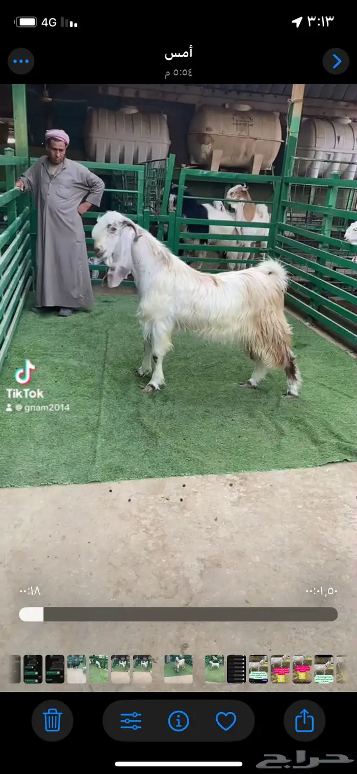 فحل جذع مفرق 1
