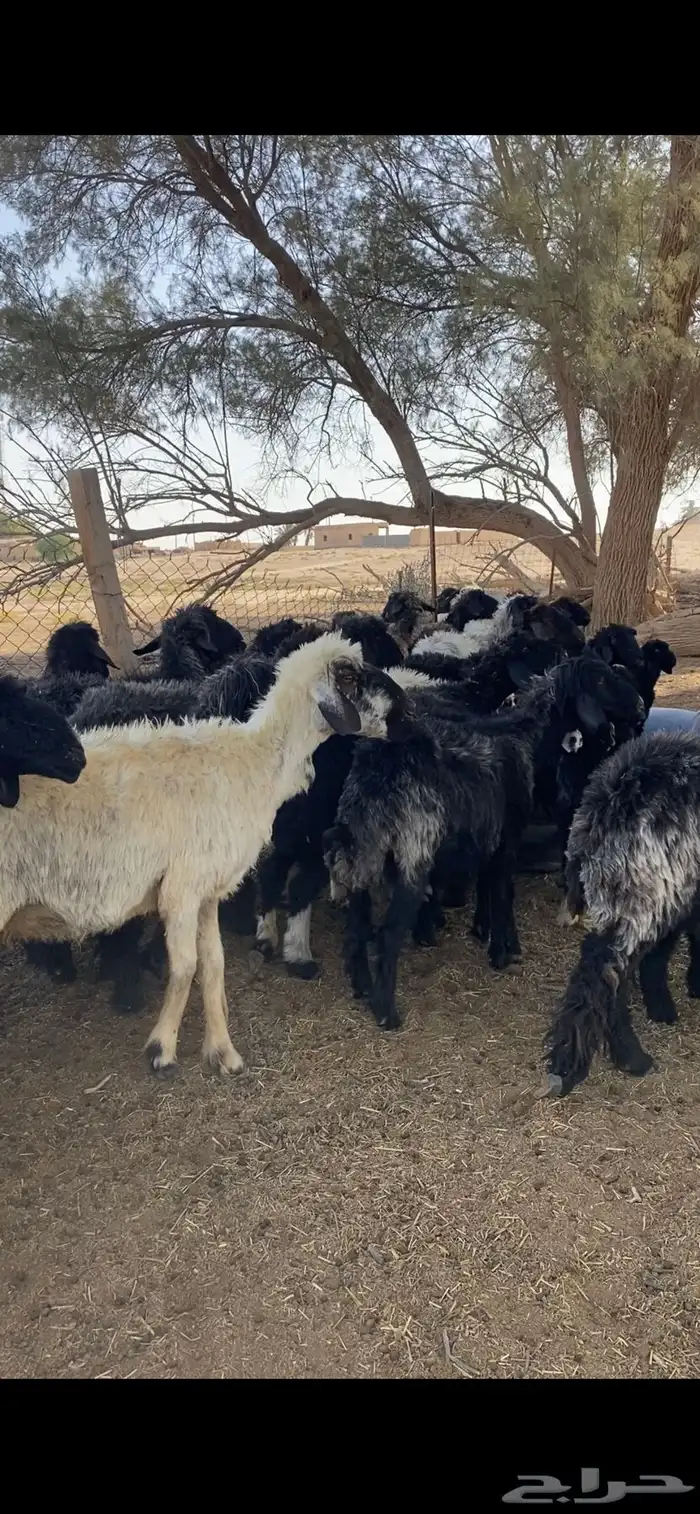 تمم البييع 0