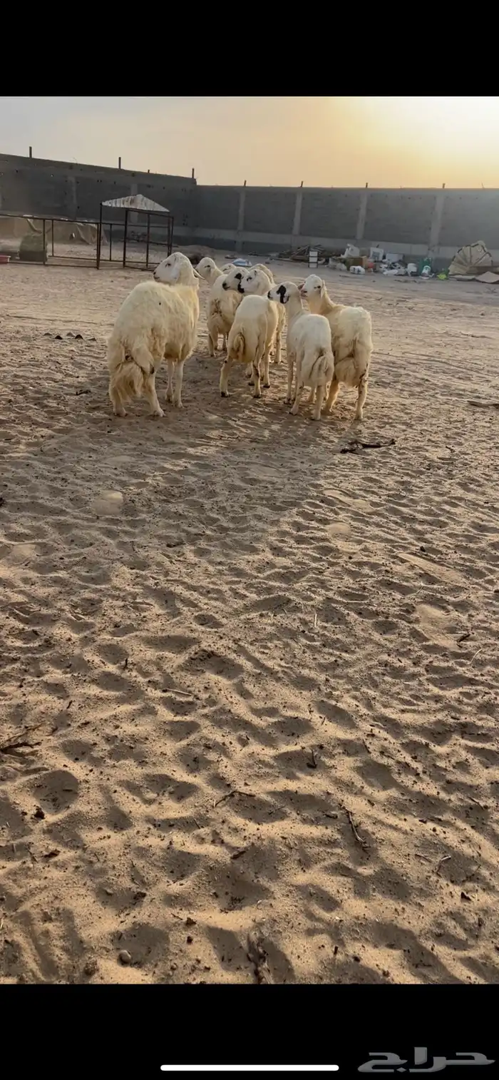 جميع أنواع الذبائح خرفان رخال تيوس ب اسعار خياليه 9