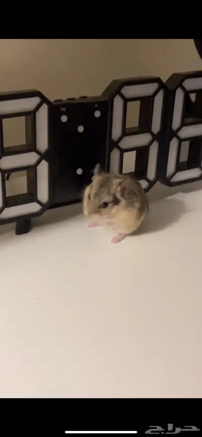 هامستر روسي مع اغراضه 2