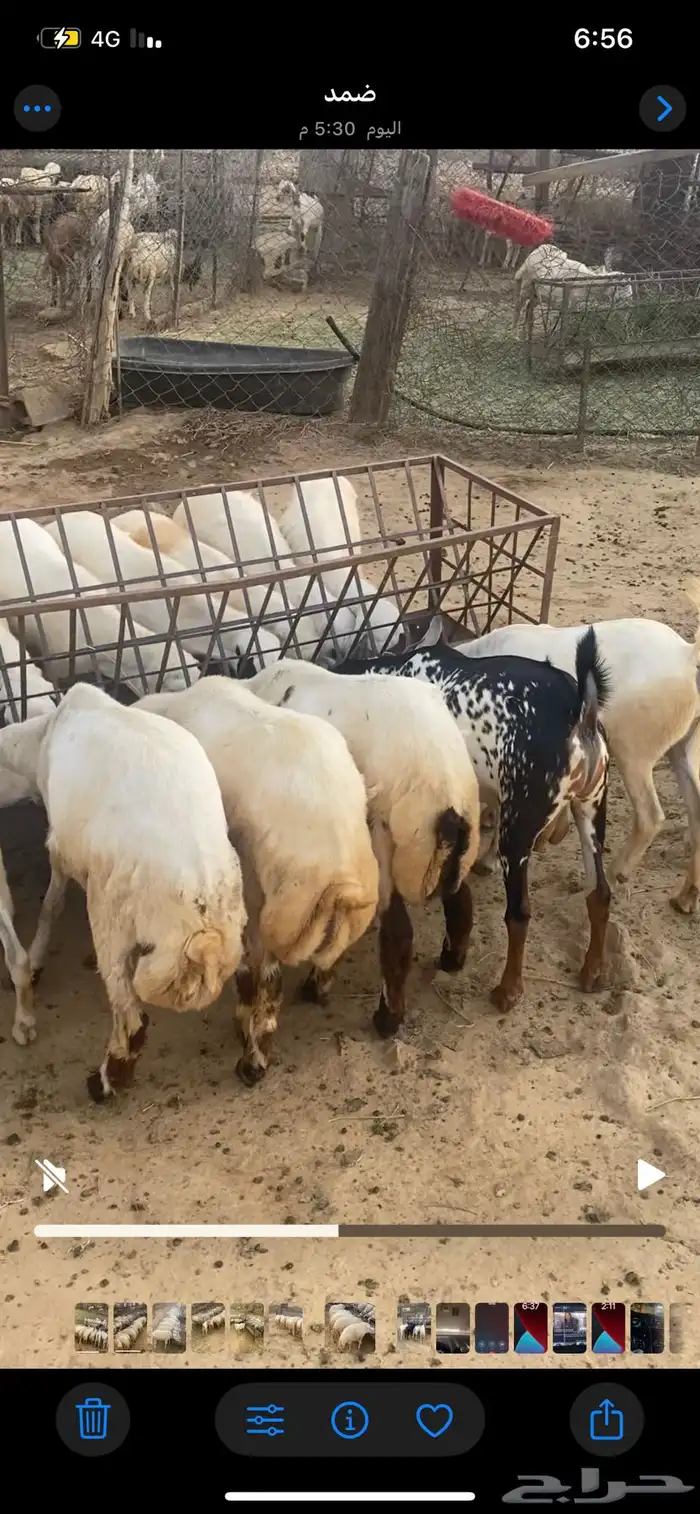 خرفان وتيوس وعنقان 1